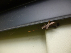 Leptoglossus oppositus