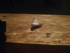 Melipotis walkeri