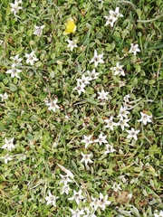 Lobelia oligophylla