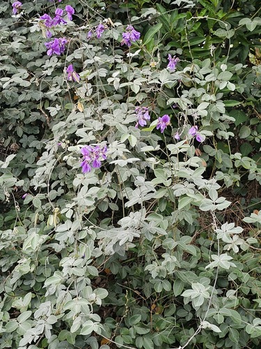 Dioclea sericea observed 2023-07-25