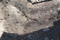 Microlophus theresioides