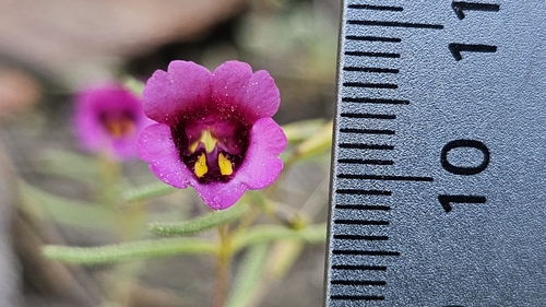 Image of Erythranthe discolor by (c) Chris Winchell, some rights reserved (CC BY)