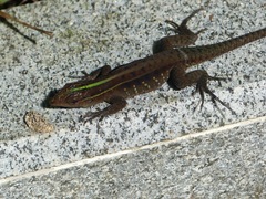 Kentropyx calcarata
