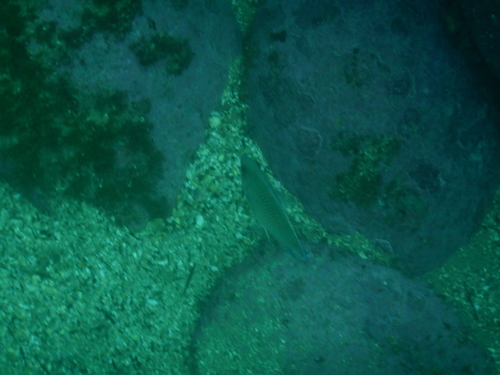 Mecaenichthys immaculatus