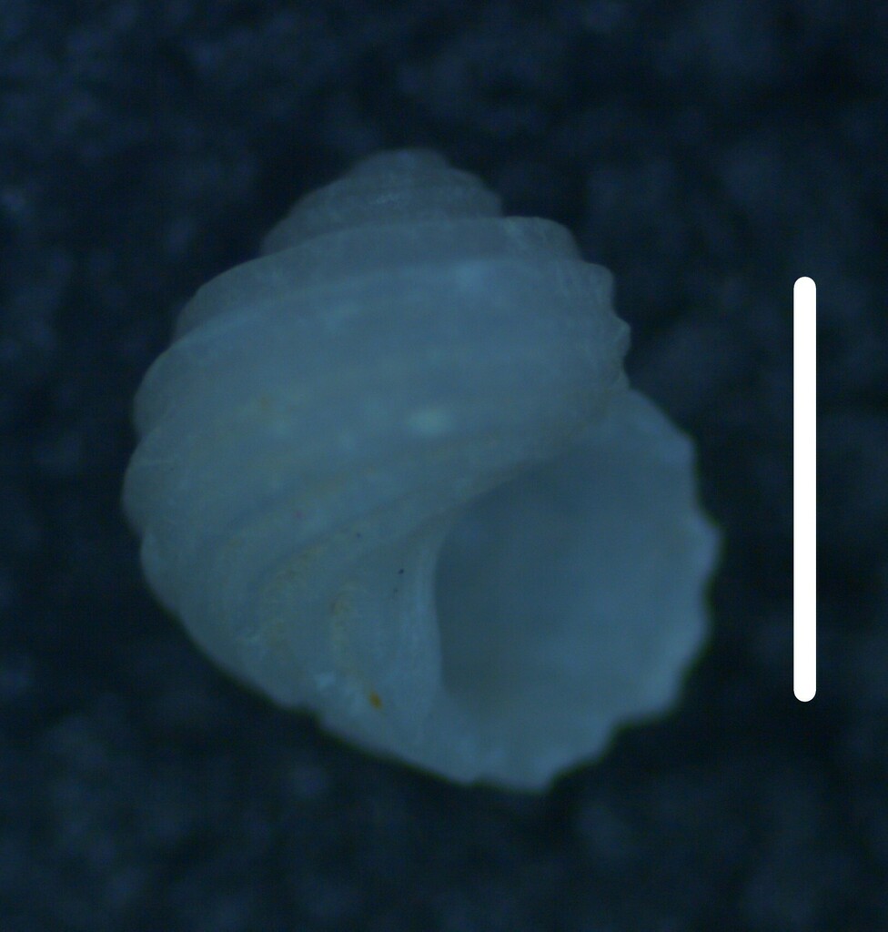 Parviturbo rehderi