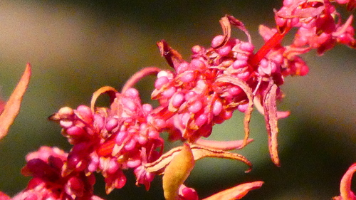 Rumex conglomeratus