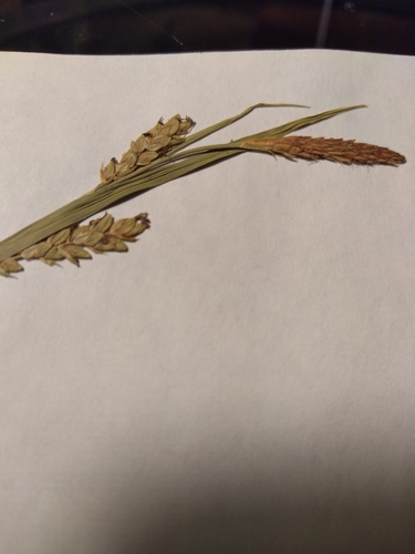 Image of Rigid Sedge (Carex tetanica) by (c) Summit Metro Parks, some rights reserved (CC BY)
