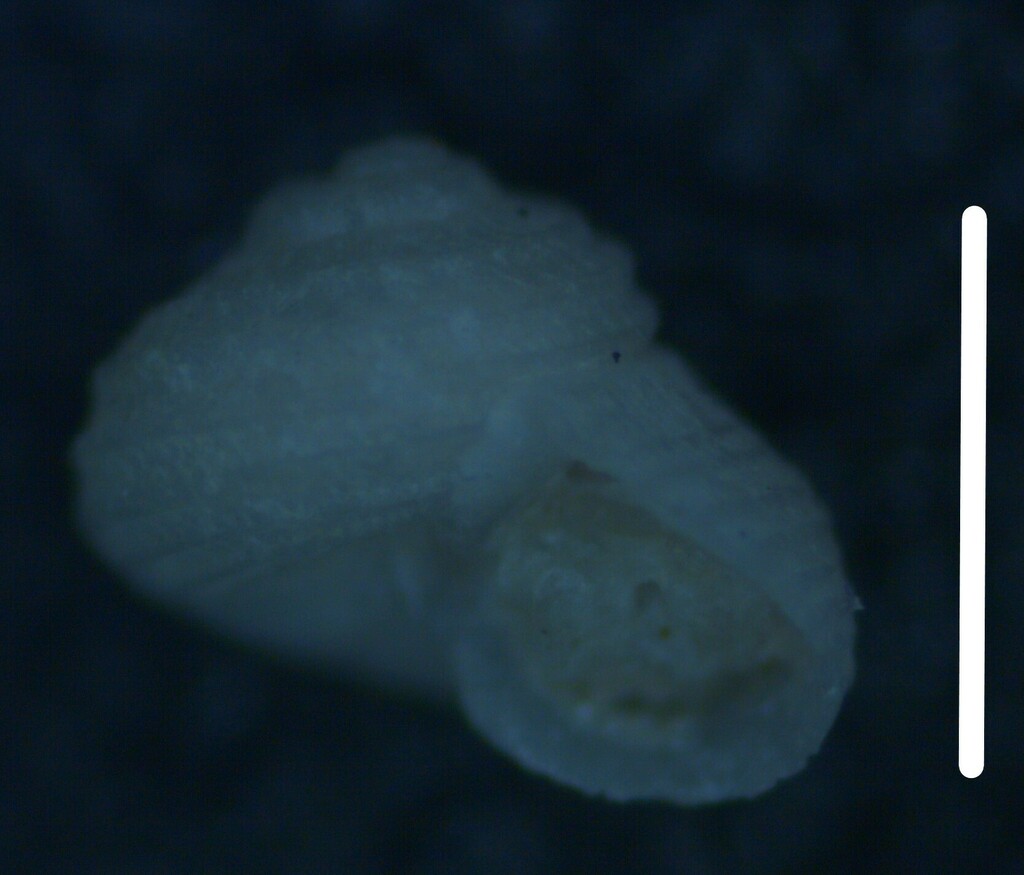 Parviturboides