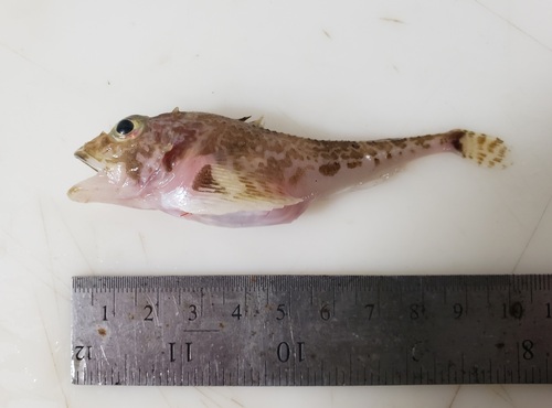 Twohorn sculpin (Icelus bicornis) — Cottidae