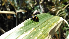 Gallerucida bifasciata