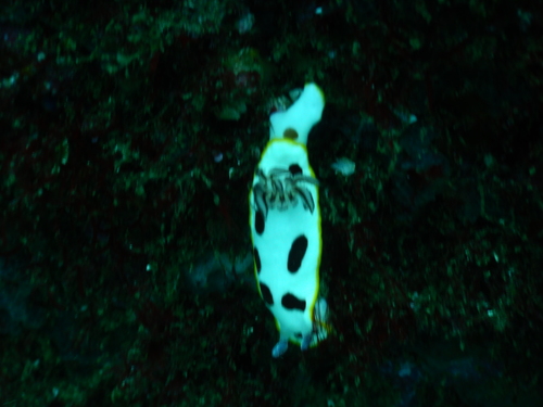 Goniobranchus splendidus