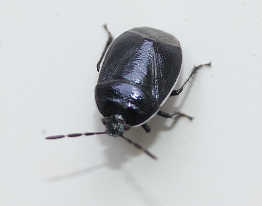 Sehirus