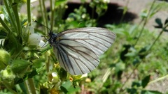 Pieris melete
