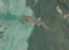 Pempheris multiradiata