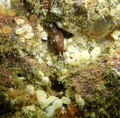 Didemnum carnulentum