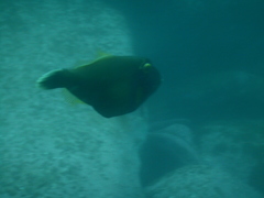 Eubalichthys bucephalus