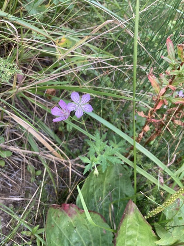 Hill geranium (Geranium collinum)