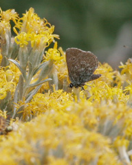 Satyrium semiluna