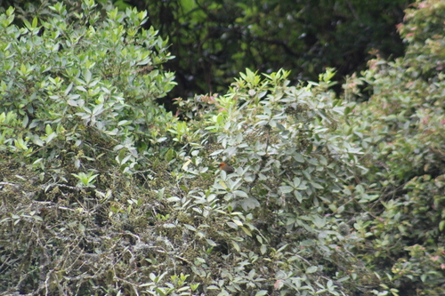 Ochre-breasted Brushfinch (Atlapetes semirufus), photo 6