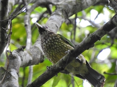 Ailuroedus maculosus