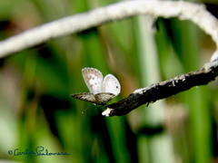 Leptotes cassius cassidula