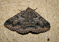 Eudesmeola lawsoni