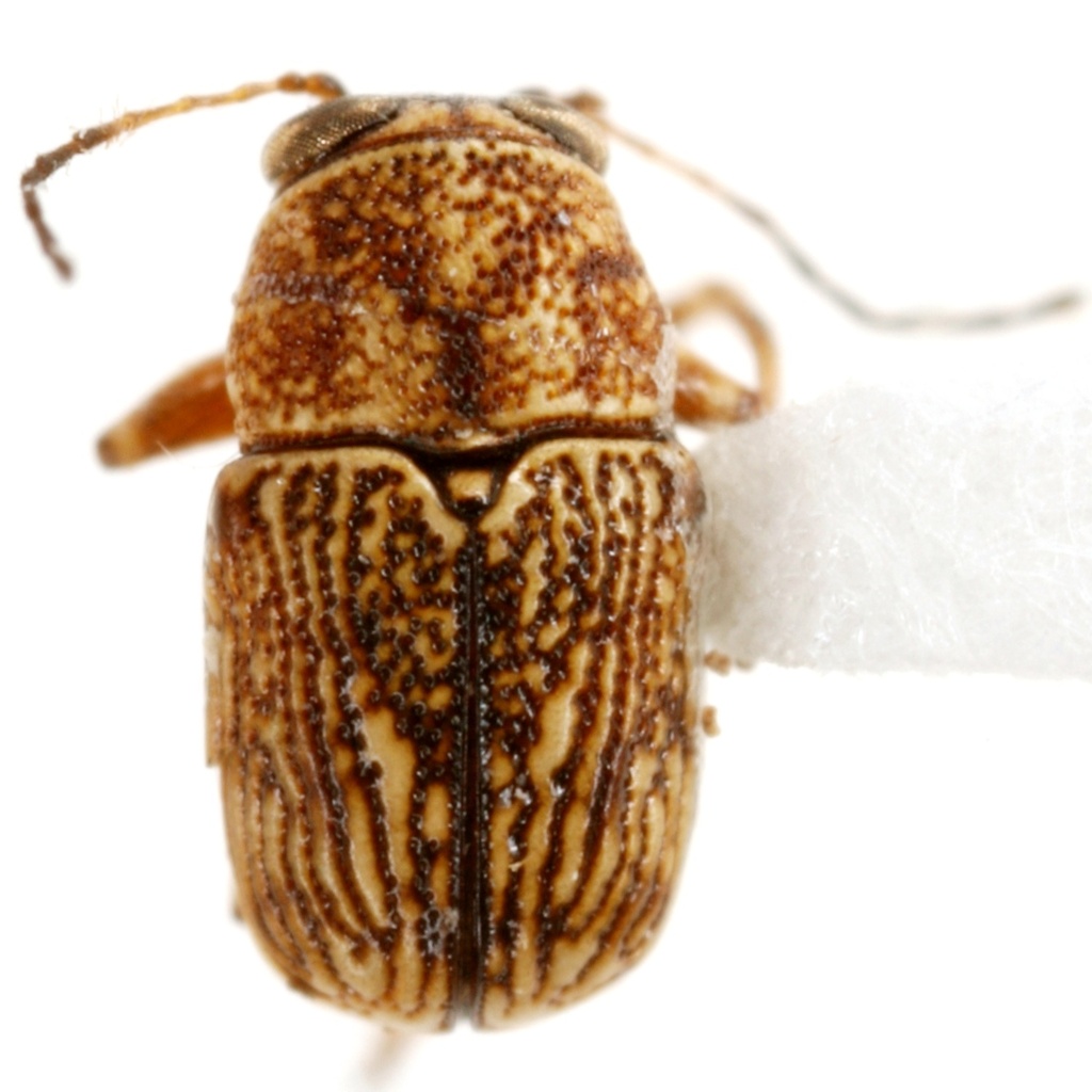 Pachybrachis mitis from Shaw Rd., 4.3 mi. NW Rogers, Bell County, Texas
