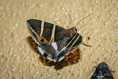Grammodes oculicola