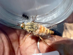 Rhaphiomidas acton