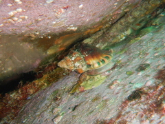 Ranella australasia