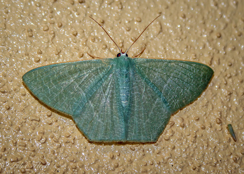 Thalassodes pilaria (Lepidoptera of the Sunshine Coast) · iNaturalist