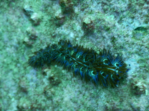 Pteraeolidia ianthina