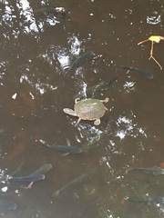 Phrynops geoffroanus