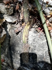 Acanthocereus oaxacensis