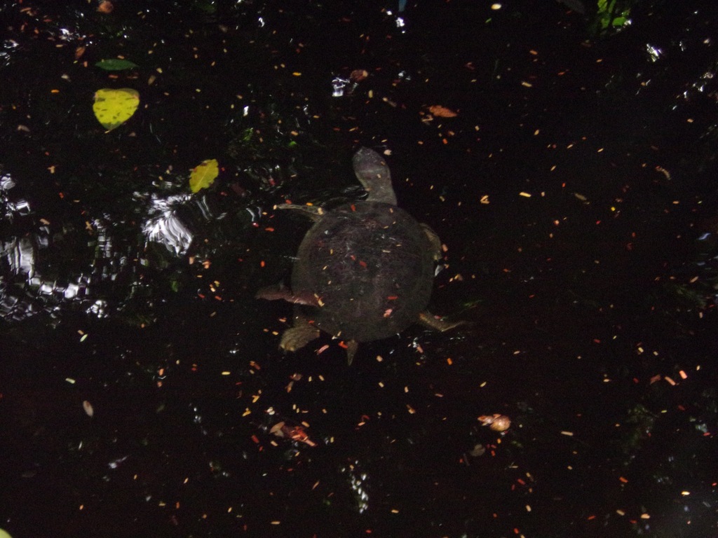 Geoffroy's Side-necked Turtle