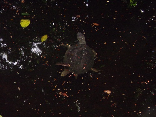 Geoffroy's Side-necked Turtle
