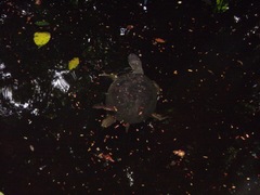 Phrynops geoffroanus