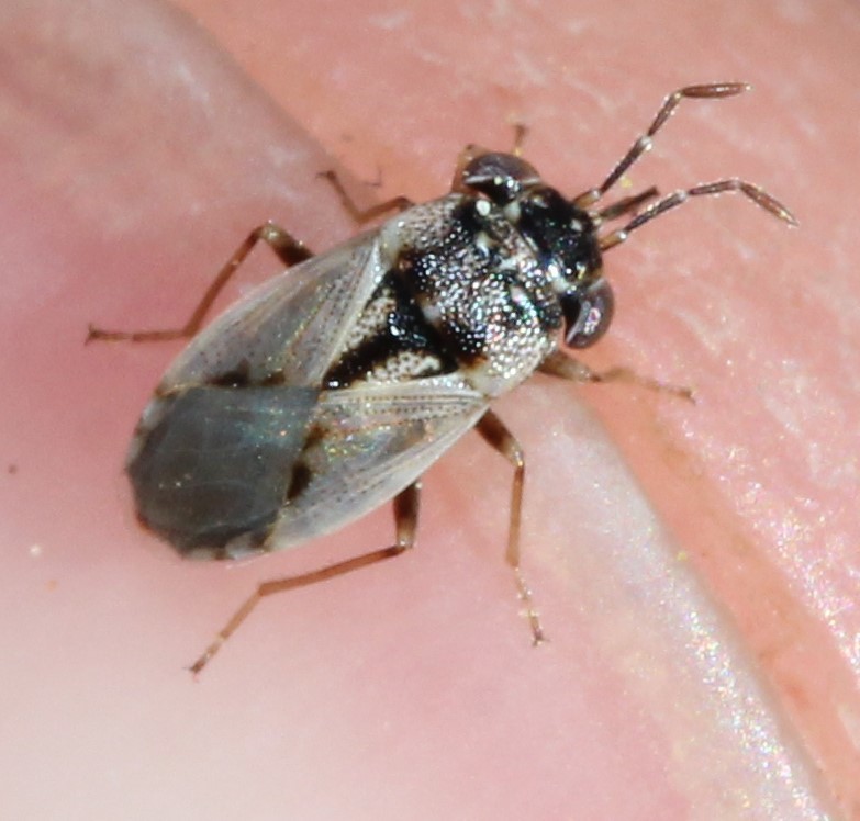 Big-eyed bug