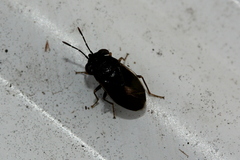 Geocoris uliginosus