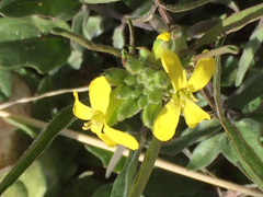 Sisymbrium orientale
