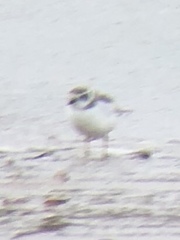 Charadrius melodus