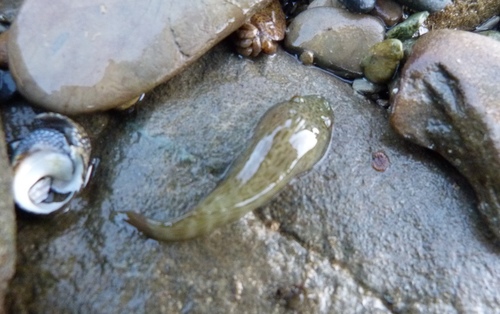 Lumpfish clingfish (Trachelochismus pinnulatus) — Gobiesocidae
