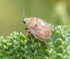 Kleidocerys modestus