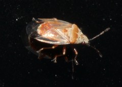 Kleidocerys modestus