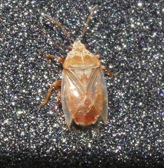 Kleidocerys modestus