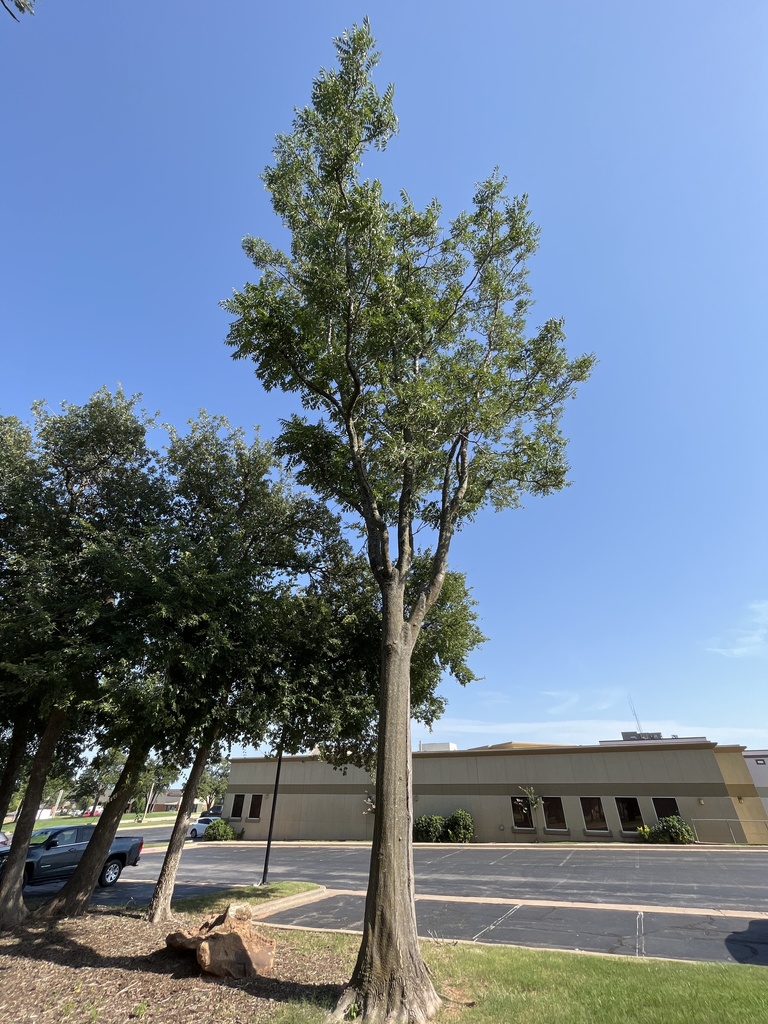 treeofheaven from OU Health Edmond Medical Center, Edmond, OK, US