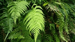 Deparia petersenii