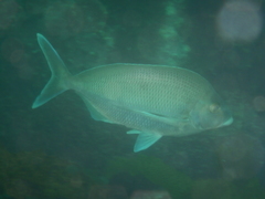 Nemadactylus douglasii