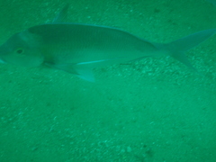 Nemadactylus douglasii