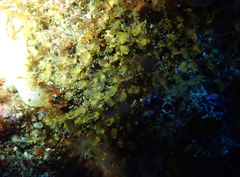 Pycnoclavella stanleyi